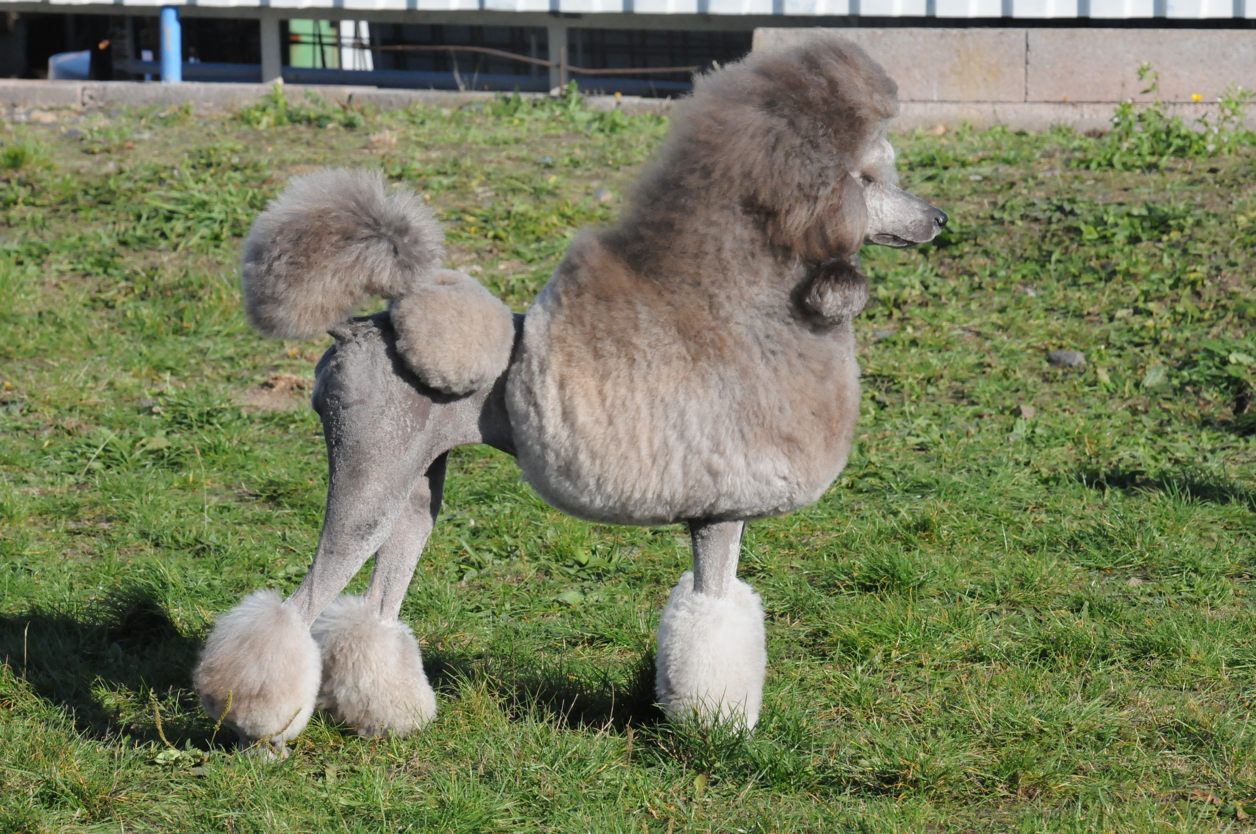 Grey shop mini poodle